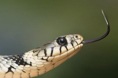 Hava Kuvvetleri Çalışanı Kadını Evinde Yılan Soktu