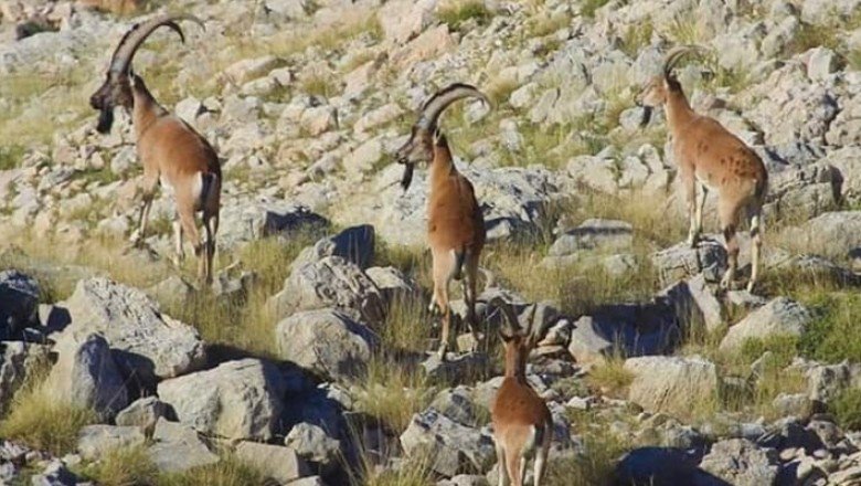 Mersin'de yaban keçilerini öldüren avcılara 64 bin lira ceza