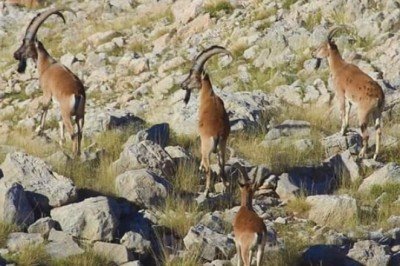 Mersin'de yaban keçilerini öldüren avcılara 64 bin lira ceza