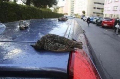 O Şehirde Gökten Ölü Kuş Yağdı!