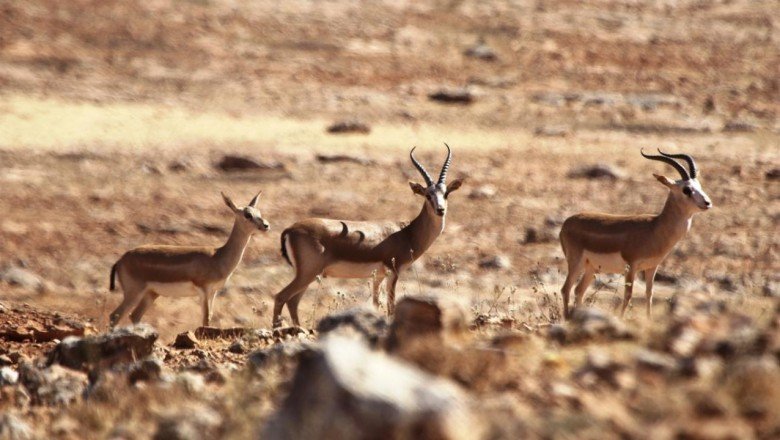 Ceylan beslemek 50 bin liraya patladı