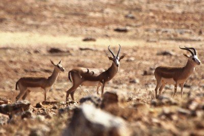 Ceylan beslemek 50 bin liraya patladı