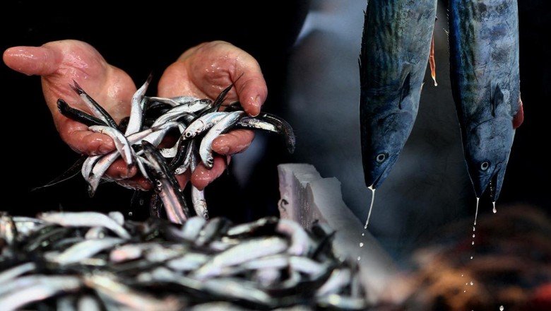 Karadeniz'de hamsi erken tükendi: Kilosu 40 liraya yükseldi
