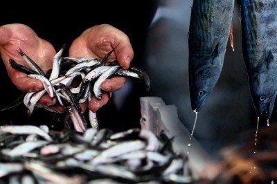 Karadeniz'de hamsi erken tükendi: Kilosu 40 liraya yükseldi