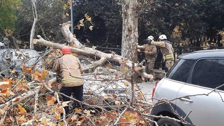Şiddetli rüzgarla devrilen ağaç, otomobilin üzerine düştü