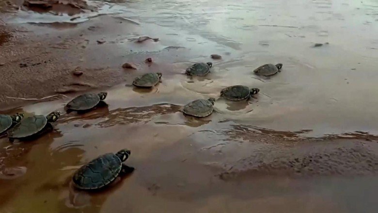 Yavru kaplumbağalar Bolivya  Brezilya sınırındaki nehre bırakıldı