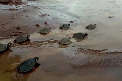 Yavru kaplumbağalar Bolivya  Brezilya sınırındaki nehre bırakıldı