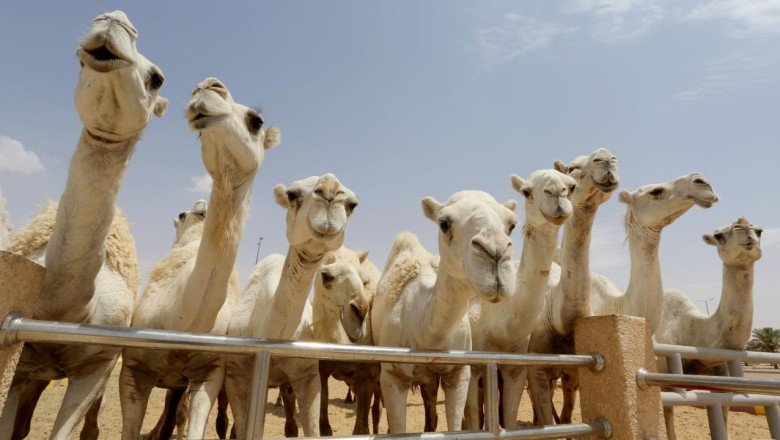 Botokslu develer güzellik yarışmasından atıldı