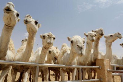 Botokslu develer güzellik yarışmasından atıldı