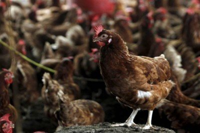 İngiltere'de 'kuş gribi' alarmı: 38 bina enfekte oldu