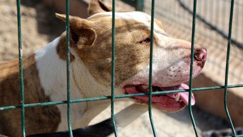 Tehlikeli köpek ırklarına yenileri eklendi