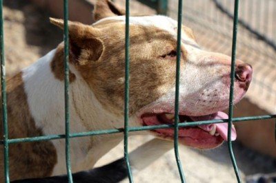 Tehlikeli köpek ırklarına yenileri eklendi