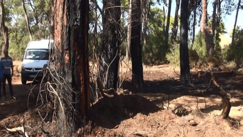 Antalya'da ormanı yakarken yakalanmıştı! Savunması çileden çıkardı
