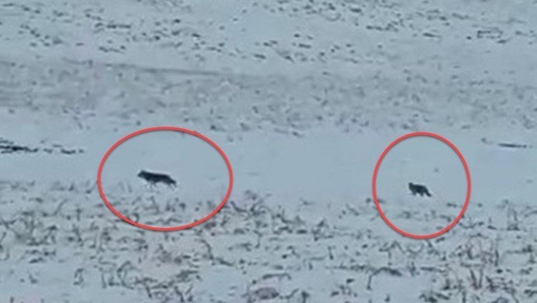 Hakkari Yüksekova’da vatandaşlar görüntüledi! Kurt sürüsü…