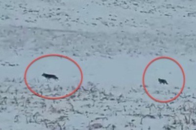 Hakkari Yüksekova’da vatandaşlar görüntüledi! Kurt sürüsü…