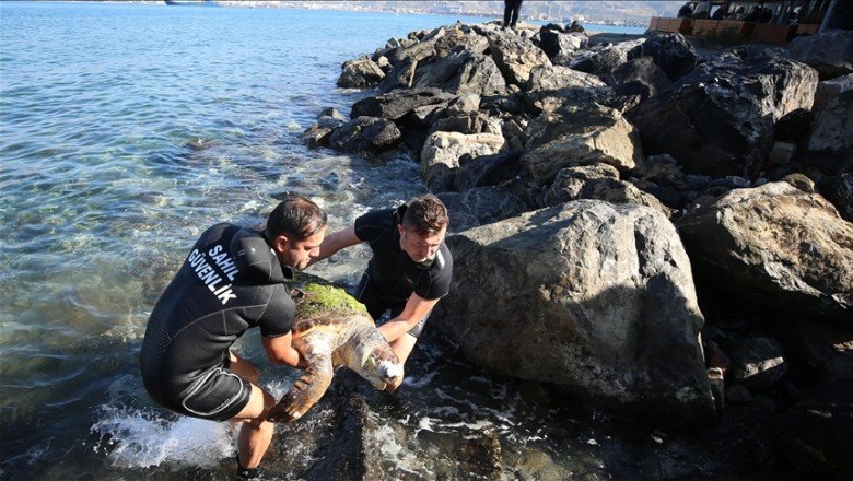 İskenderun Körfezi'nde ölü caretta caretta bulundu