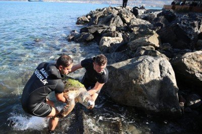 İskenderun Körfezi'nde ölü caretta caretta bulundu