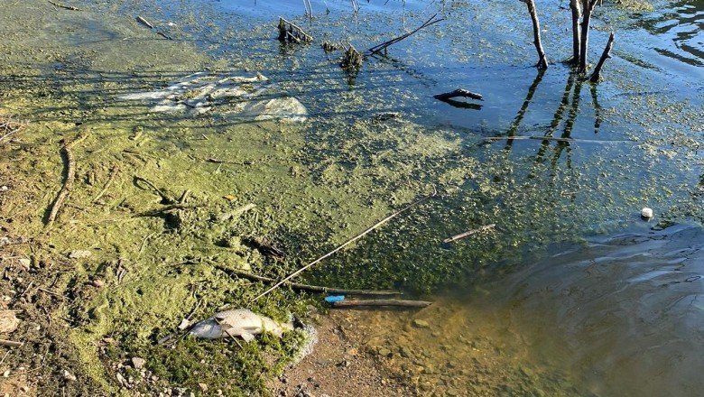 Karabük'te balık ölümleri tedirgin etti: İnceleme başlatıldı