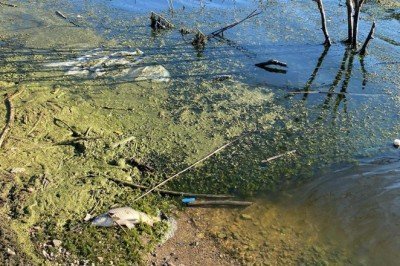Karabük'te balık ölümleri tedirgin etti: İnceleme başlatıldı