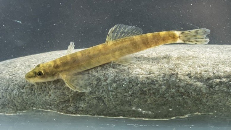 Nesli tükendi denen balık Batman’da ortaya çıktı