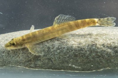 Nesli tükendi denen balık Batman’da ortaya çıktı