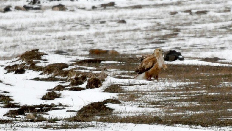 Sarıçam ormanlarındaki yaban hayvanları çetin kışta unutulmuyor