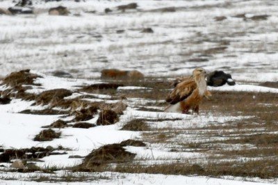 Sarıçam ormanlarındaki yaban hayvanları çetin kışta unutulmuyor