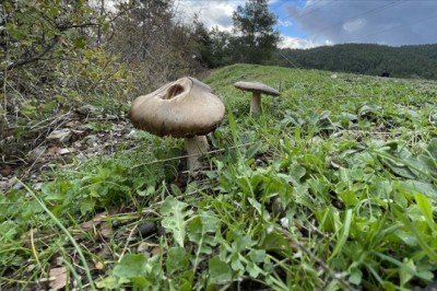 Zehirli mantar tüketildiğinde ilk saatte 'kusturma' uyarısı