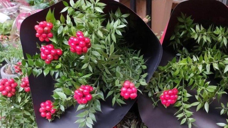 Çiçekçiler umut satışına başladı! Kokinalar evleri süslüyor