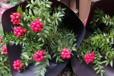 Çiçekçiler umut satışına başladı! Kokinalar evleri süslüyor