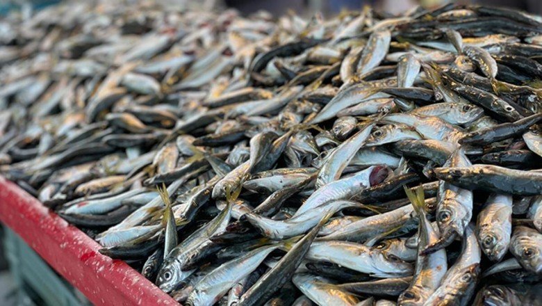 Hamsinin tahtını istavrit aldı