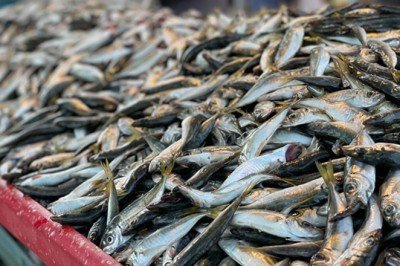 Hamsinin tahtını istavrit aldı