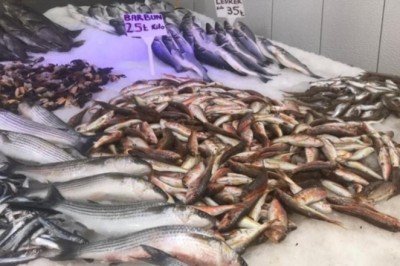 Lodos durdu! Tezgahlar balık doldu