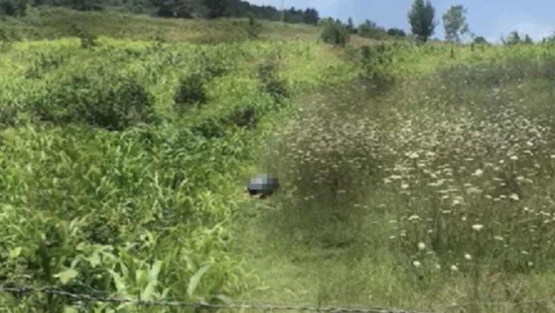 Bartın'da köpeğe cinsel saldırı! Kendini böyle savundu: Üzerine düştüm, iktidarsızım