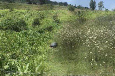 Bartın'da köpeğe cinsel saldırı! Kendini böyle savundu: Üzerine düştüm, iktidarsızım