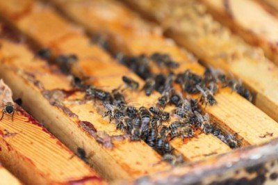 Kuraklık balı vurdu