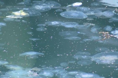 Marmara'da denizanası istilası