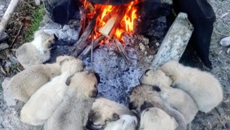 Lessi'nin yavrularının ısınma keyfi