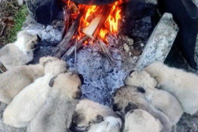Lessi'nin yavrularının ısınma keyfi