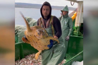 Ağlara takılan caretta caretta denize bırakıldı