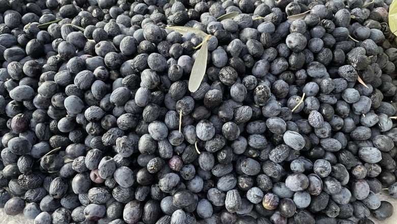 Butko zeytininde hasat dönemi