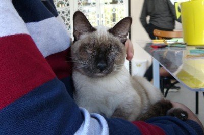 'Helva' okulun maskotu oldu