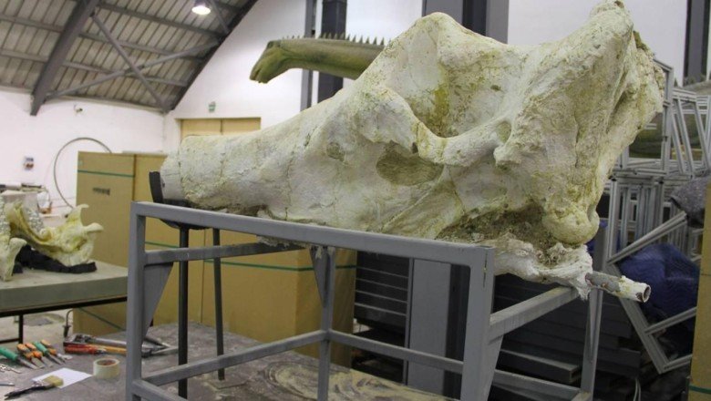 Kayseri'deki fosil kazılarında gergedan kafatası bulundu