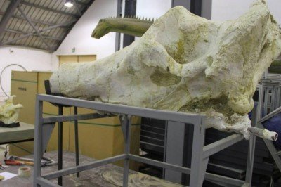 Kayseri'deki fosil kazılarında gergedan kafatası bulundu