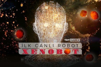 Kendi kendine üreyebilen ilk canlı robot: Xenobot