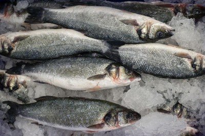 Su ürünleri destek başvuruları için son gün 24 Aralık