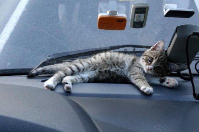 Tır şoförünün yol arkadaşı 'kedi'