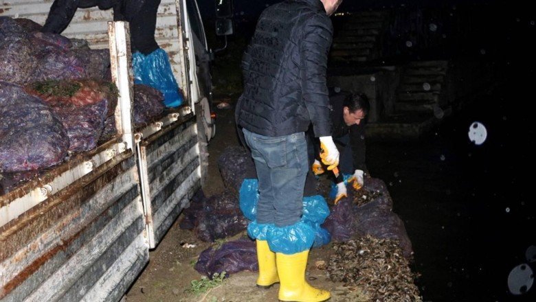 Yalova'da 8 ton midye ele geçirildi