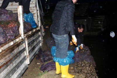 Yalova'da 8 ton midye ele geçirildi