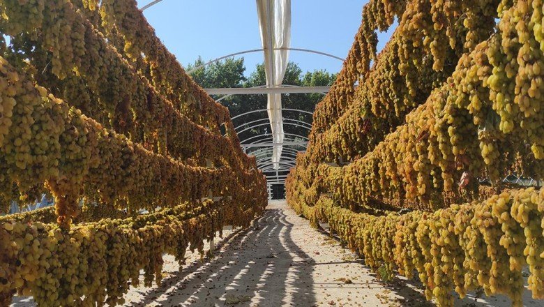 İklim değişikliğinin meyvelere etkileri araştırılıyor